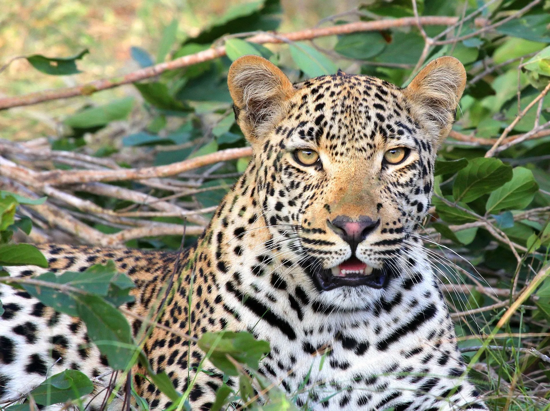 Sri Lankan leopard