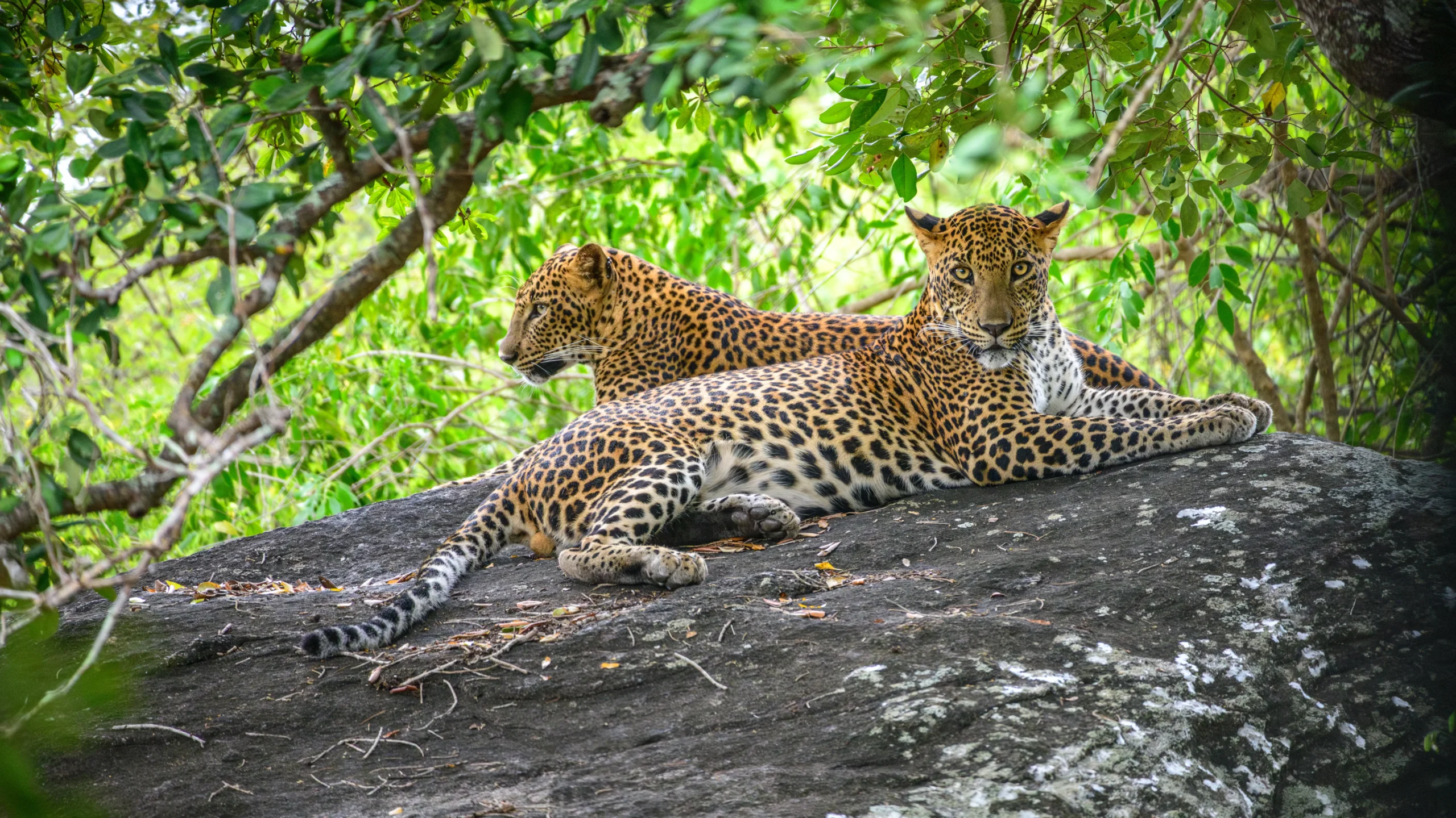 Yala Sri Lanka